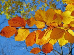 heather paskewich New England Fall Festivals
