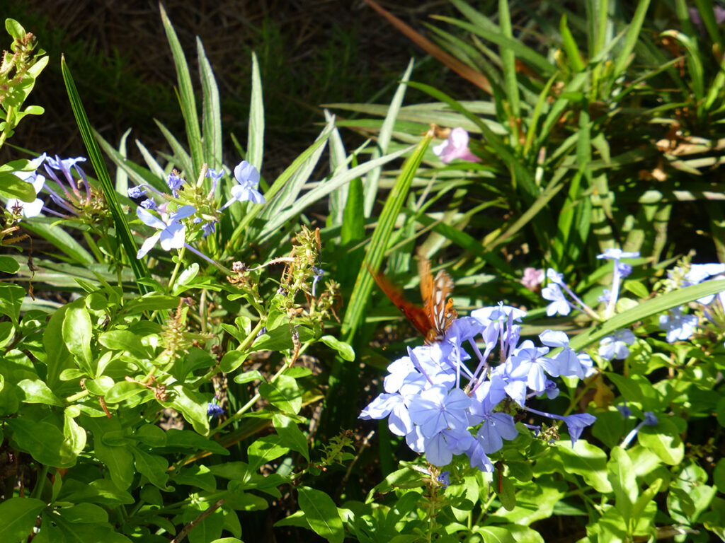 heather paskewich nature