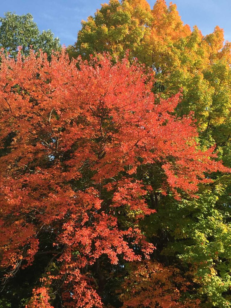 heather paskewich nature