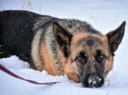 German Shepherds in snow