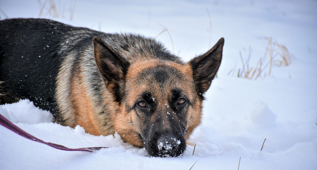 German Shepherds in snow