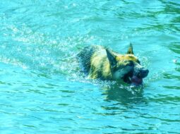 German Shepherd Swimming