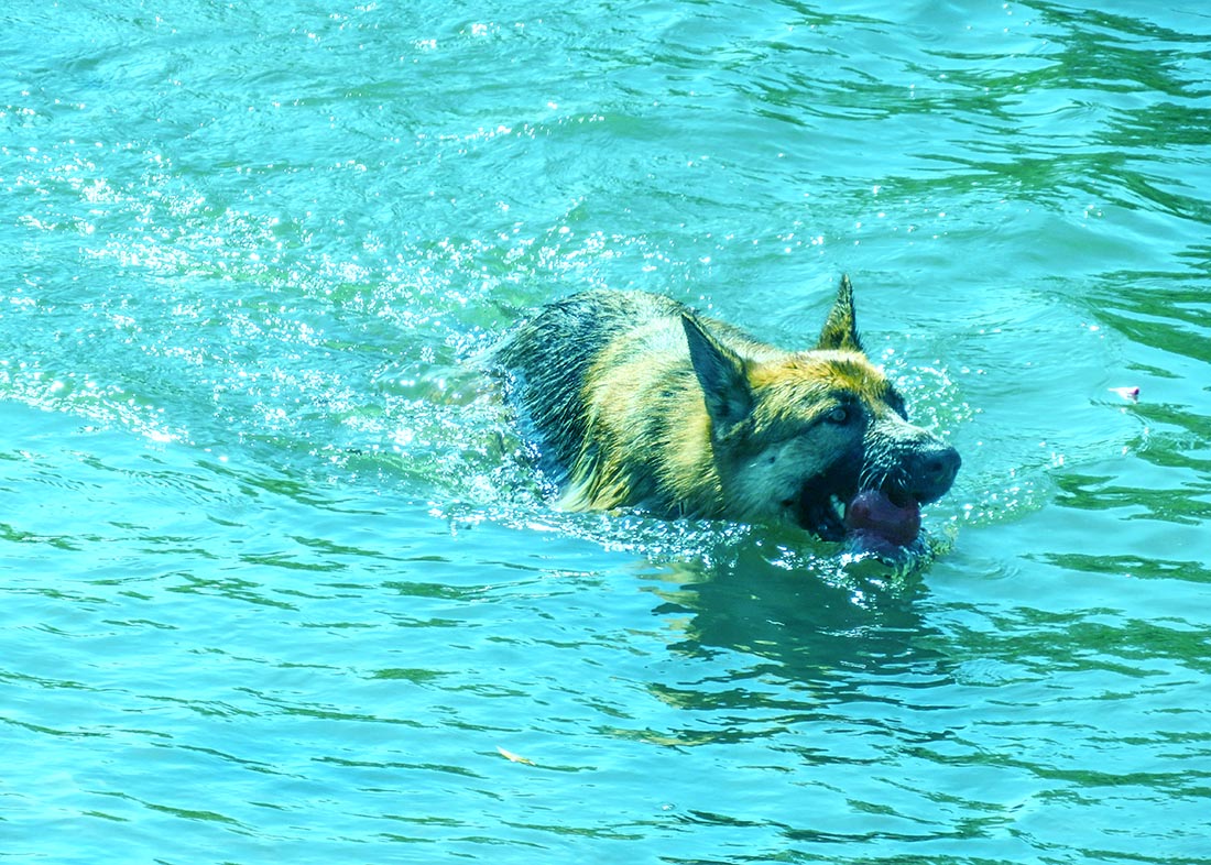 German Shepherd Swimming