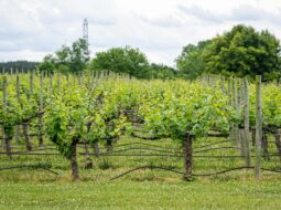 new england vineyard tours heather paskewich