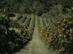 New England Vineyard Harvest Tours September: Heather Paskewich