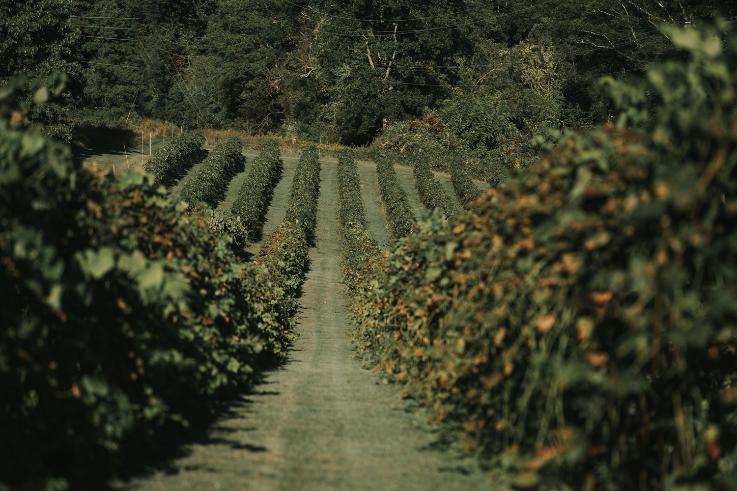 New England Vineyard Harvest Tours September: Heather Paskewich