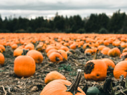 Gardening Pumpkin Patch Visits: with Heather Paskewich