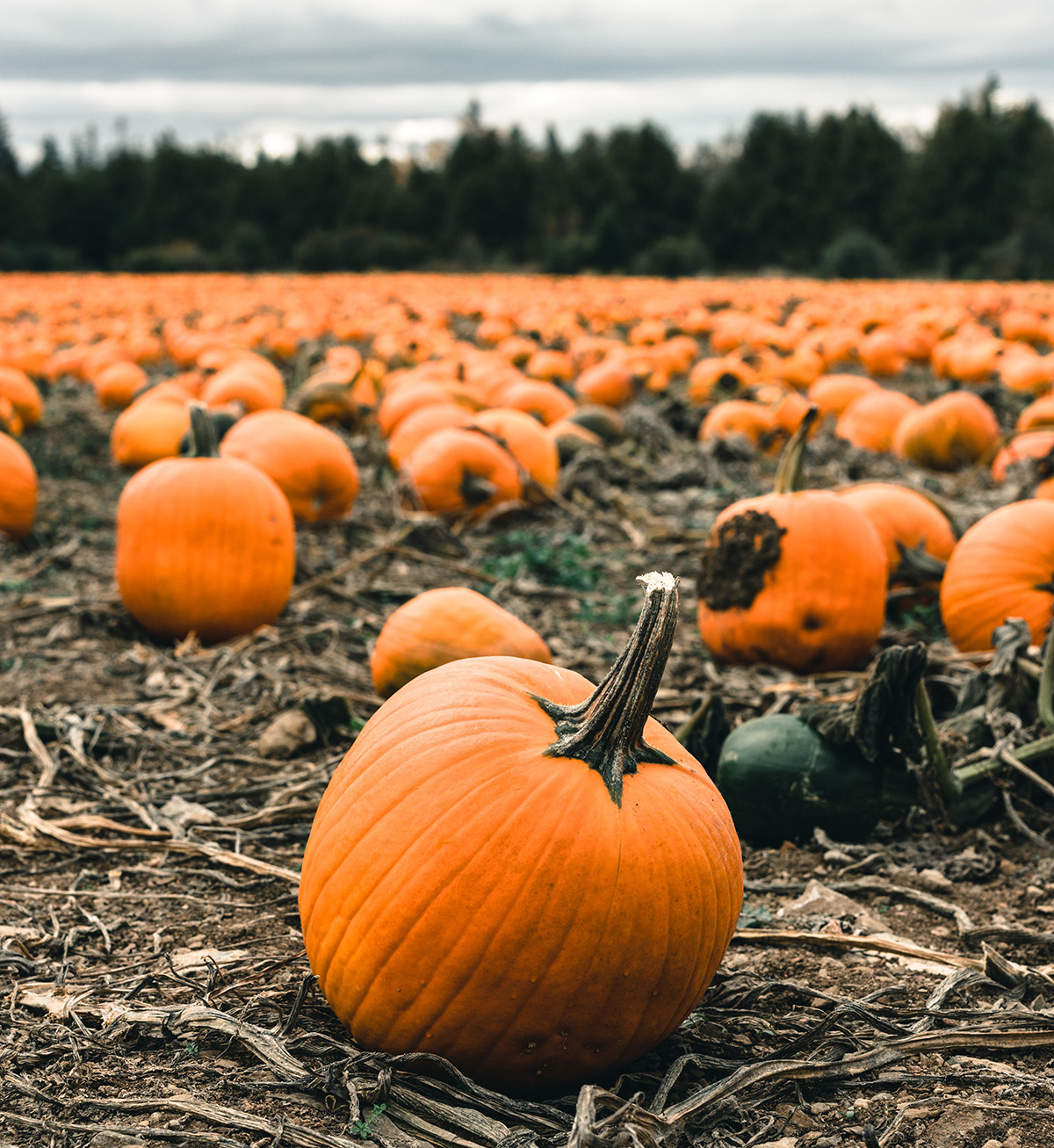 Gardening Pumpkin Patch Visits: with Heather Paskewich